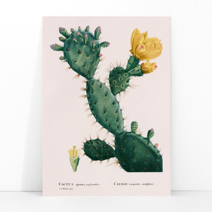 cactus de figuera